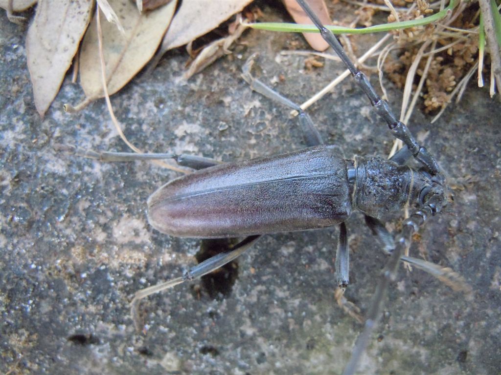 Enorme Cerambycidae - Cerambyx welensii